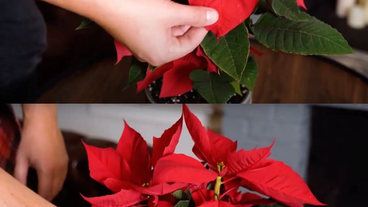 Waarom Verliest Je Kerstster Haar Bladeren? Dit Zijn de 4 Grootste Fouten