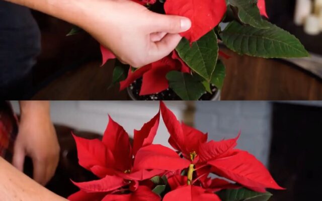 Waarom Verliest Je Kerstster Haar Bladeren? Dit Zijn de 4 Grootste Fouten